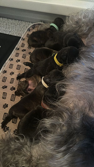 15th Litter of Glen of Imaal Terrier Puppies