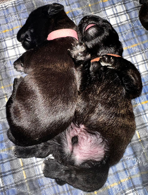 Glen Imaal Puppies - September Litter